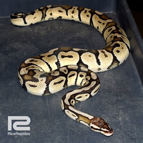 Afbeeldingsresultaten voor Axanthic Pastel Ball Python
