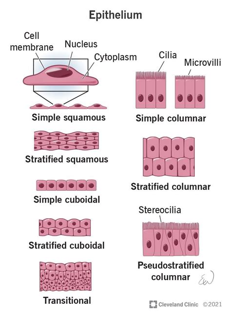 4 Main Tissue Types に対する画像結果