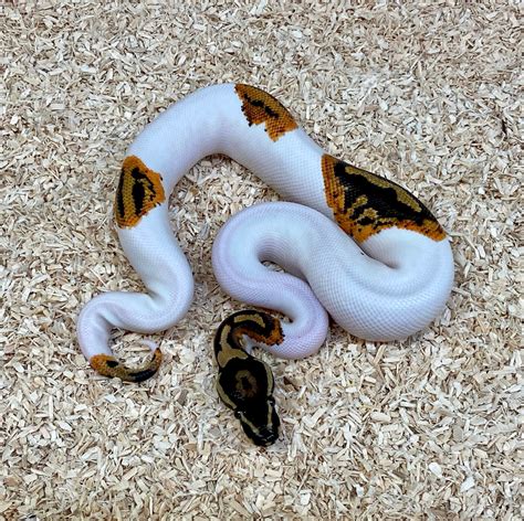 Afbeeldingsresultaten voor Newest Ball Python Morphs