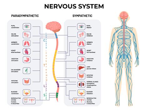 Image result for Peripheral Nervous System Structure
