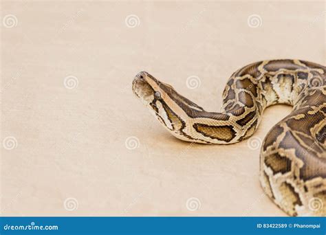 Boa vs Reticulated Python に対する画像結果