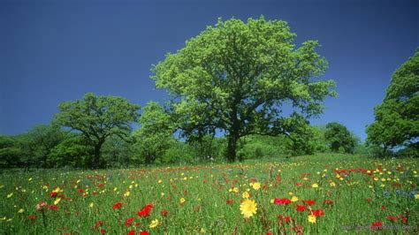 Toradh íomhá ar Garden Computer Wallpaper