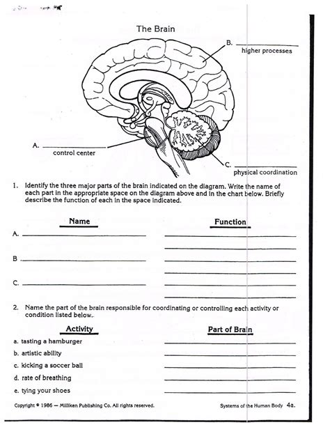 Image result for Brain Parts and Functions Worksheet