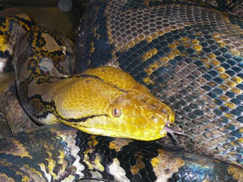 Reticulated Python Tattoo に対する画像結果