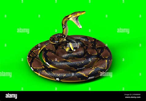 Image result for Reticulated Python Biggest Snake