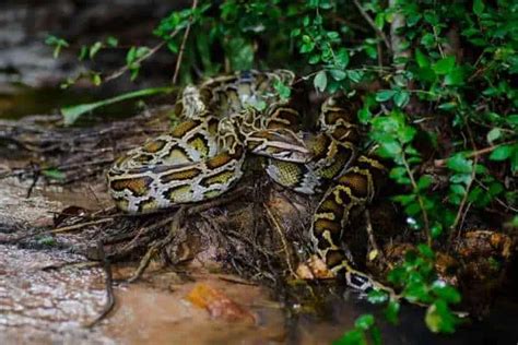 10 Examples of Alligator Predators - Wildlife Informer