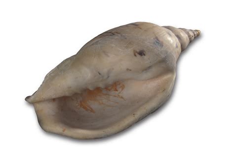 Shell Logo JPEG に対する画像結果