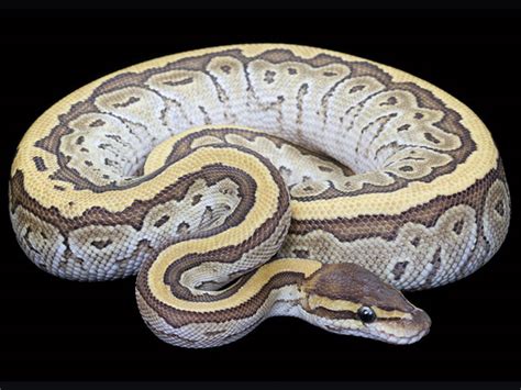 Image result for Kingpin Ball Python