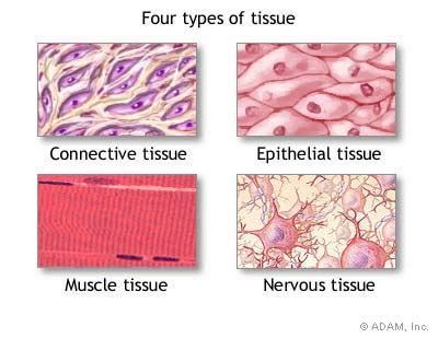4 Main Tissue Types に対する画像結果