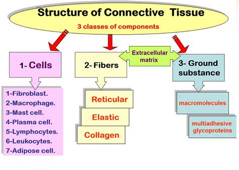 Image result for 5 Types of Connective Tissue