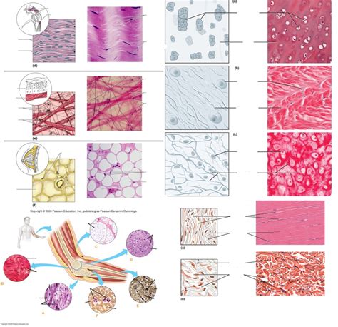 connective tissues Diagram | Quizlet