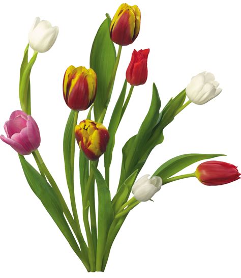 Bildergebnis für Spring Images Transparent Background