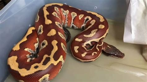 Image result for Red Blood Ball Python