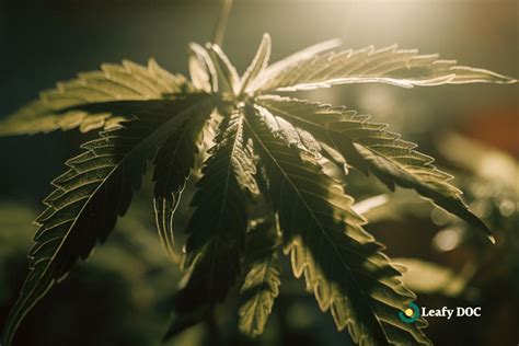 Image result for Benefits of Cannabis