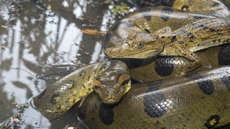 Image result for Anaconda Python Big