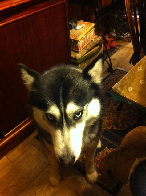 Image result for Guilty Huskies