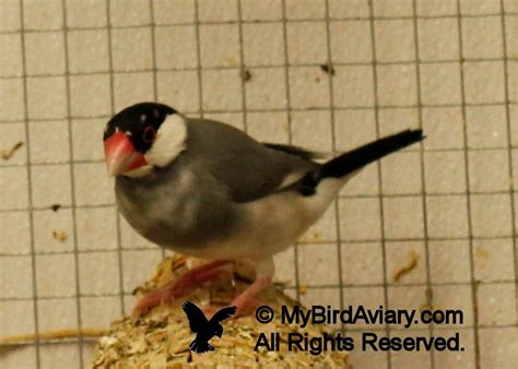 Image result for Java Finch Pic