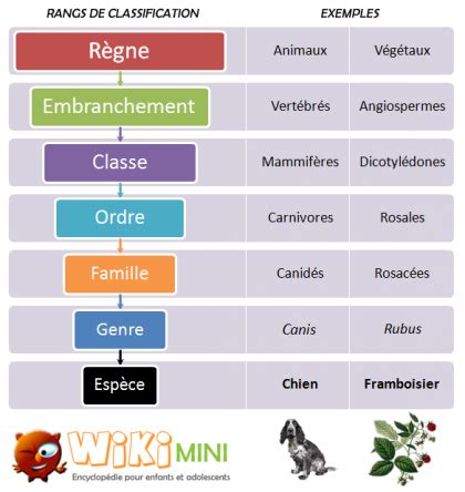 Image result for Classification Des Vers