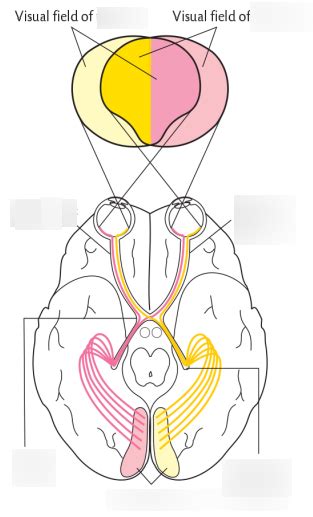 Image result for Visual Field Graph