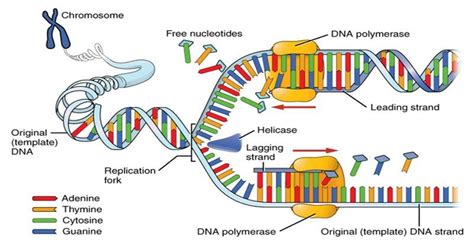Image result for DNA Replication Process Steps