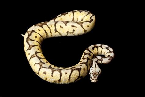 Image result for Bumblebee Ball Python