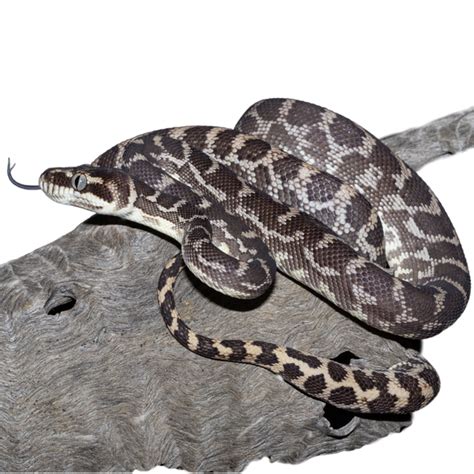 Afbeeldingsresultaten voor Python 600 X 600