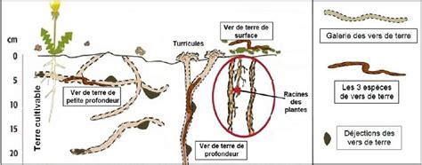 Image result for Classification Des Vers