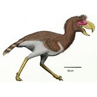 Image result for Australaves Examples