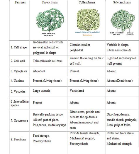 Image result for Plant Cell Tissue Types