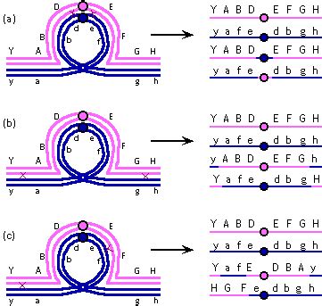 Image result for Inversion Again Loop Elastic