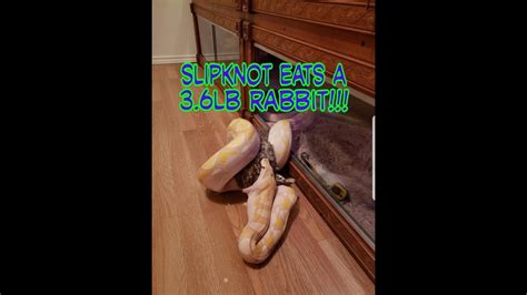 Afbeeldingsresultaten voor Reticulated Python Eating Rabbit