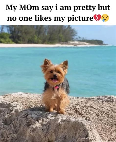 Image result for Guilty Huskies