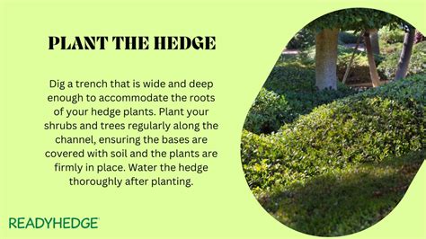 Image result for Hedge Trees Planting Guide