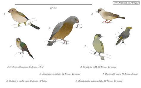 Image result for Australaves Examples