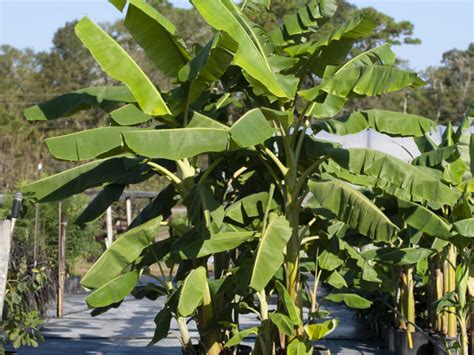 Blue java banana tree - ladersustainable