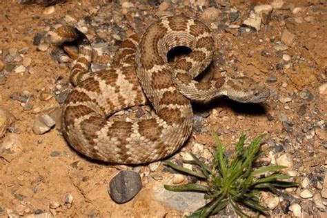 Snake with Triangle Pattern に対する画像結果