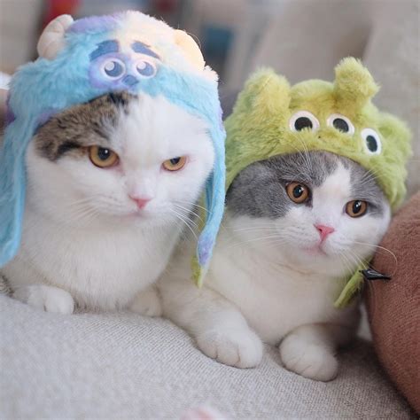 Image result for Alien Costume for Cat