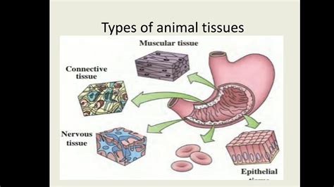 Image result for Animal Tissue Types