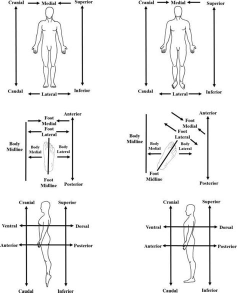 Image result for Formula Body Position