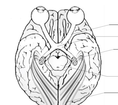 Visual Pathway Brain-साठीचा प्रतिमा निकाल