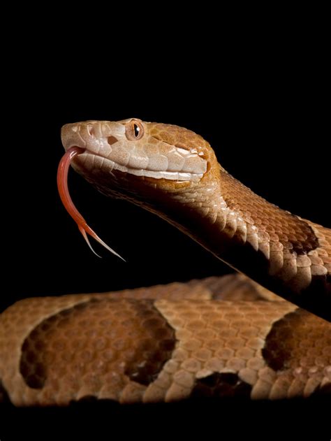 Image result for Copperhead Snake Pattern