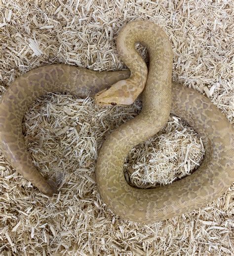 Image result for Granite Burmese Python