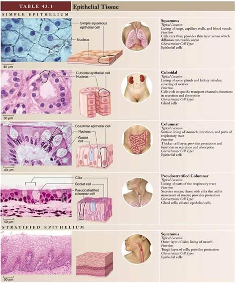 Image result for Tissue Types