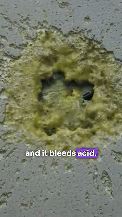 Afbeeldingsresultaten voor Alien Acid Blood GIF