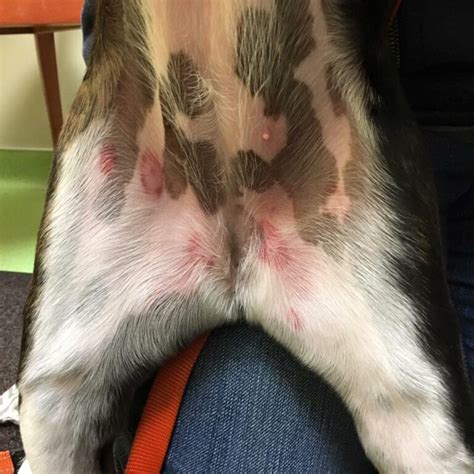 Image result for Alien Inside My Dog Stomach