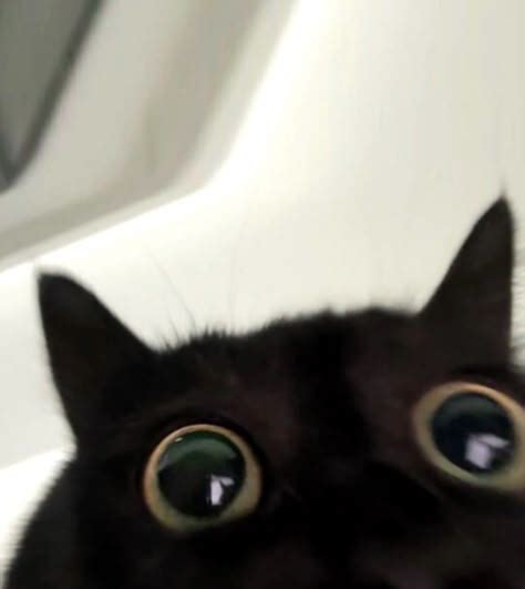 Image result for Black Cat PFP with Hat