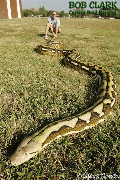 Image result for Largest Reticulated Python