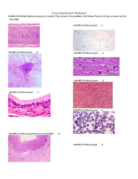 Image result for Tissue Types