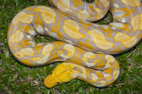 Burmese Python Facts-এর ছবি ফলাফল