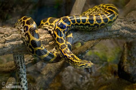 Anaconda Python Yellow に対する画像結果